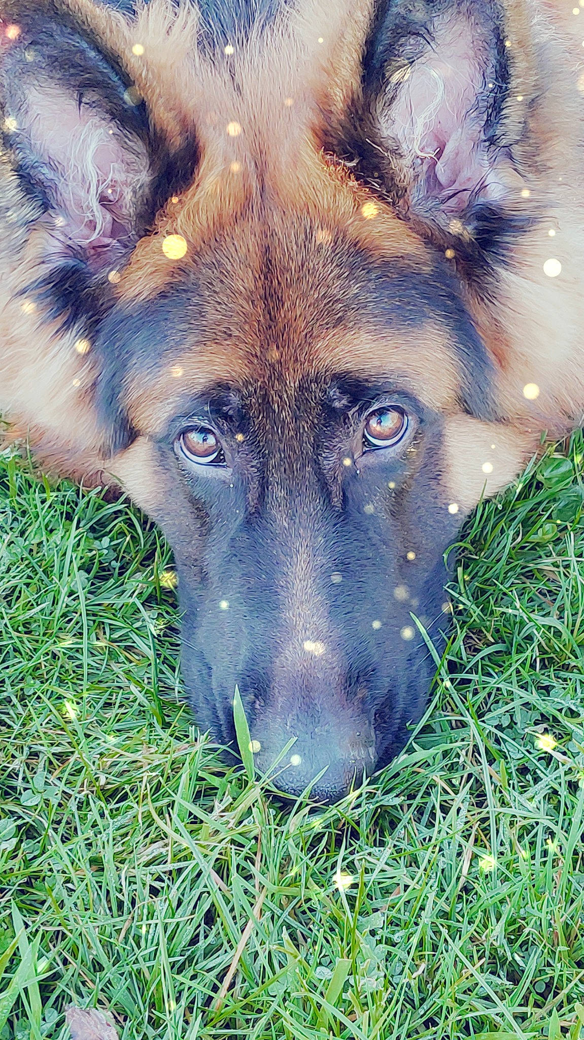 Aslan participe au concours pour gagner de l'argent avec cette photo : canidae, carnivore, companion_dog, dog, dog_breed, electric_blue, eye, fawn, fur, german_shepherd_dog, grass, old_german_shepherd_dog, plant, snout, sporting_group, terrestrial_animal, whiskers, wildlife, working_animal, working_dog