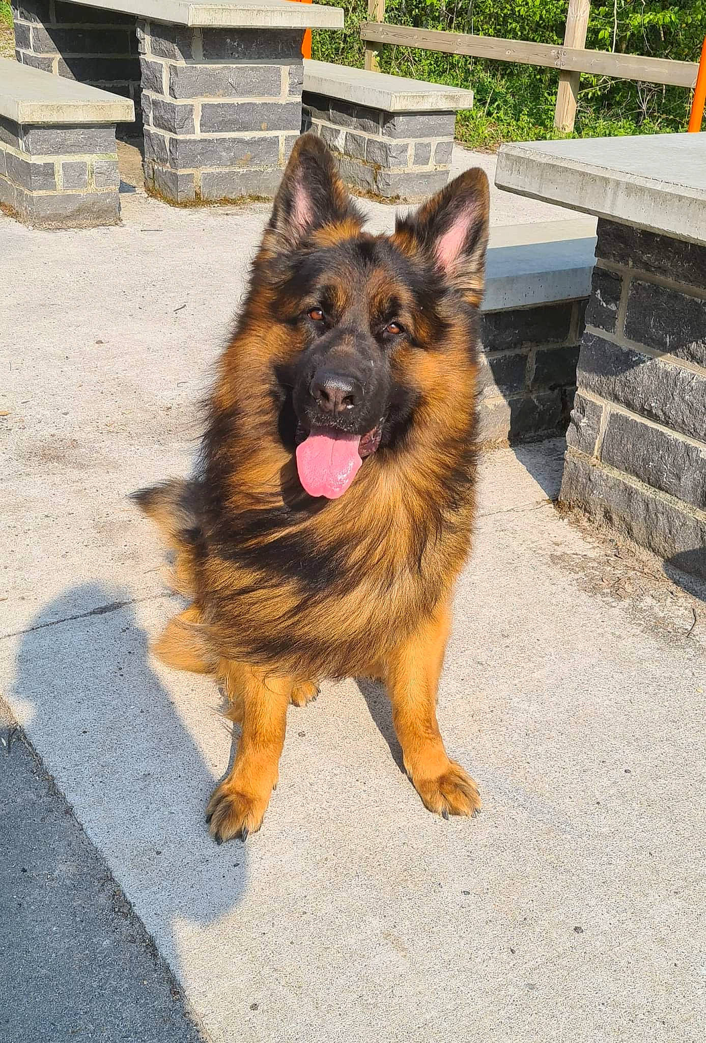 Aslan participe au concours pour gagner de l'argent avec cette photo : bohemian_shepherd, canidae, carnivore, collar, companion_dog, dog, dog_breed, east_european_shepherd, fawn, german_shepherd_dog, herding_dog, king_shepherd, old_german_shepherd_dog, plant, road_surface, snout, sporting_group, tervuren, working_animal, working_dog