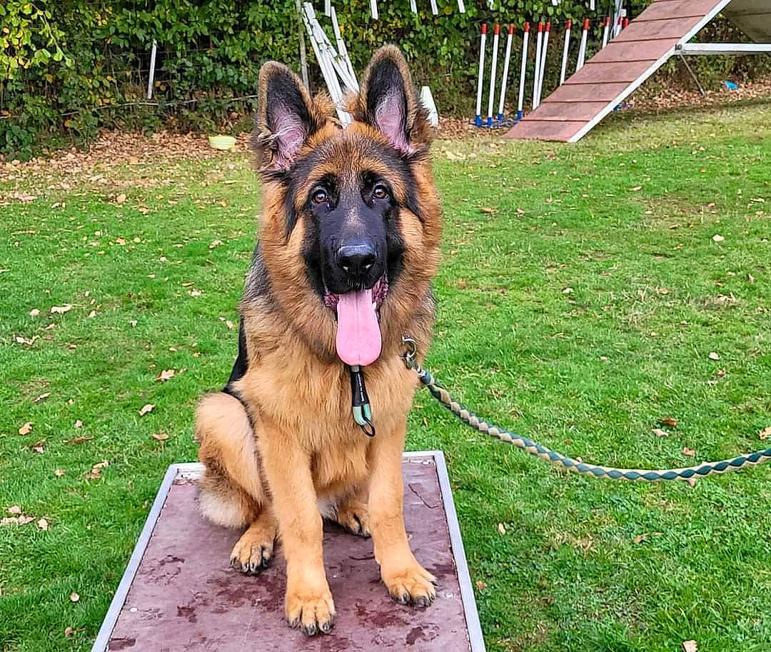 Aslan participe au concours pour gagner de l'argent avec cette photo : canidae, carnivore, collar, companion_dog, dog, dog_breed, east_european_shepherd, fawn, fence, german_shepherd_dog, grass, herding_dog, home_fencing, king_shepherd, old_german_shepherd_dog, plant, snout, sporting_group, working_dog, yard