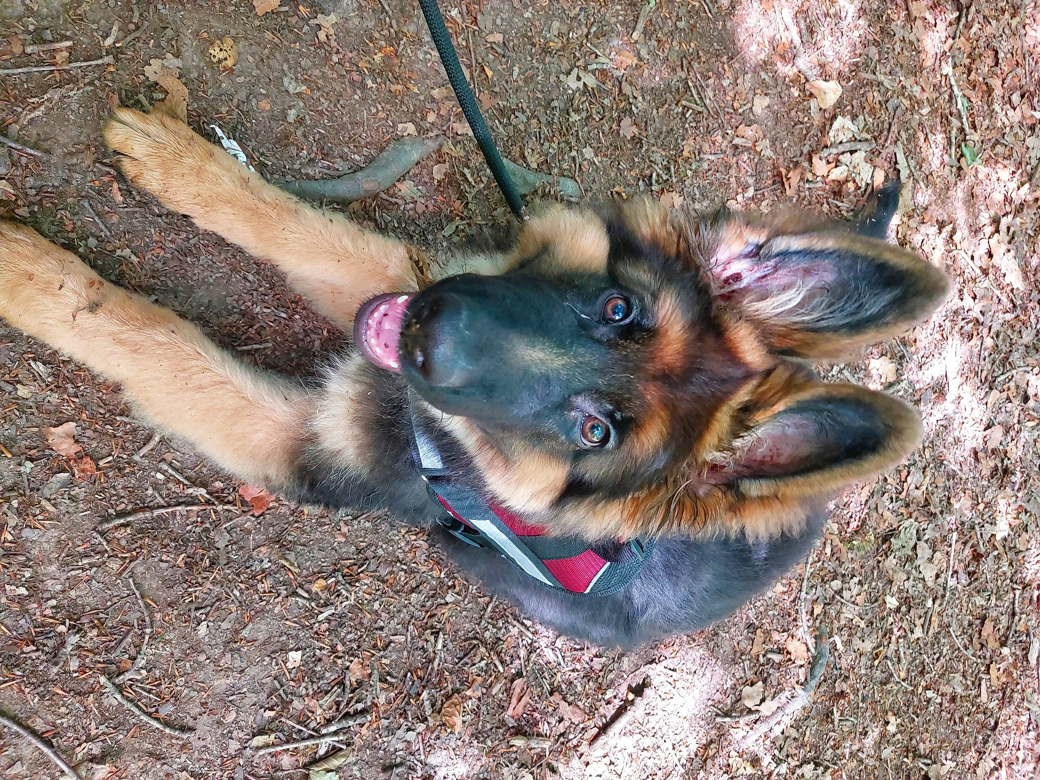 Aslan a rejoint le concours — aidez-le/la à gagner de superbes lots ! canidae, carnivore, collar, companion_dog, dog, dog_breed, dog_supply, east_european_shepherd, electric_blue, fawn, fur, german_shepherd_dog, king_shepherd, leash, paw, snout, soil, sporting_group, terrestrial_animal, working_dog