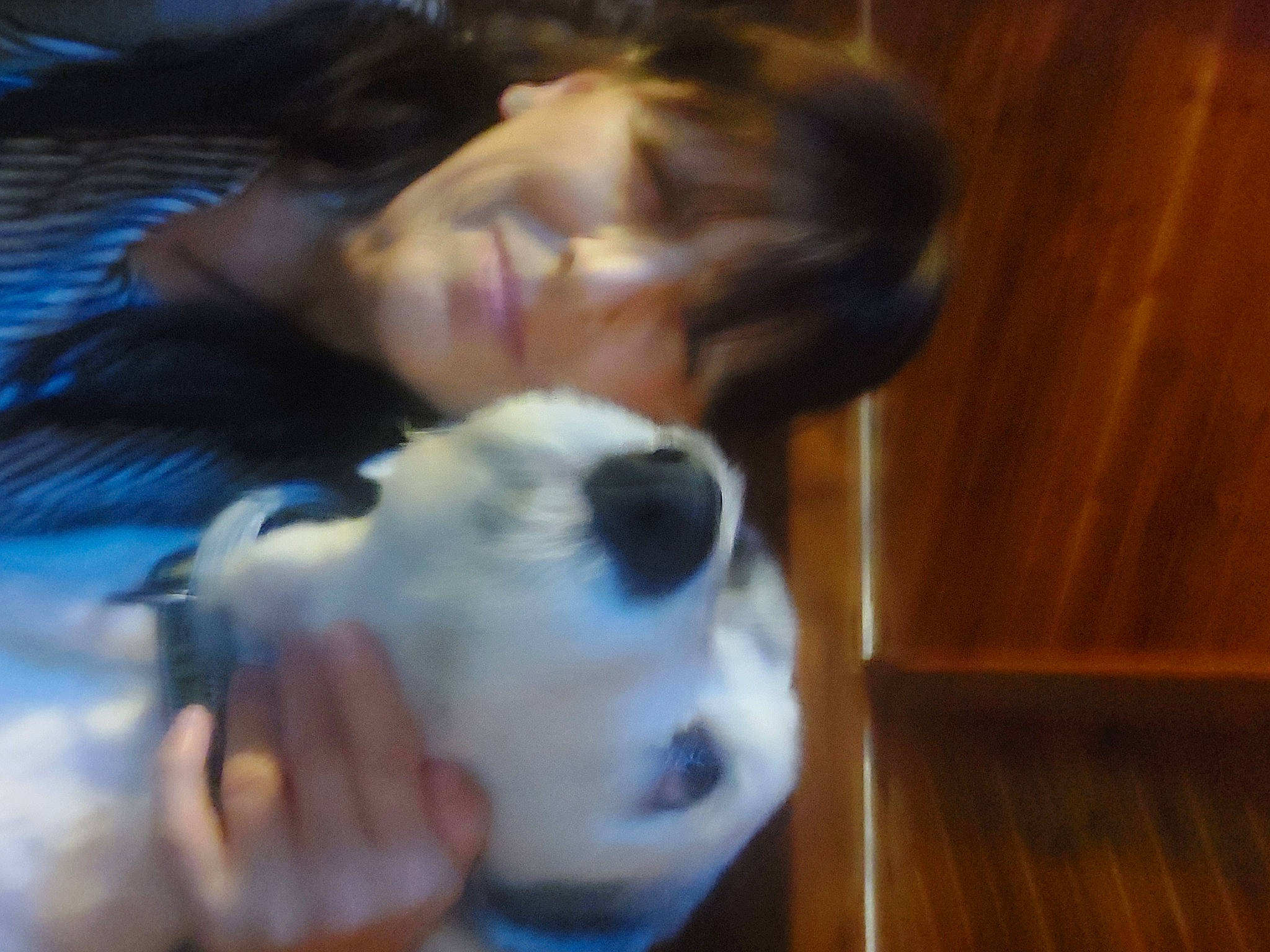 Kitty a rejoint le concours — aidez-le/la à gagner de superbes lots ! camera, canidae, carnivore, companion_dog, dog, dog_breed, ear, fawn, flooring, fur, hardwood, plank, snout, sporting_group, toy_dog, varnish, whiskers, wood, wood_stain, working_animal