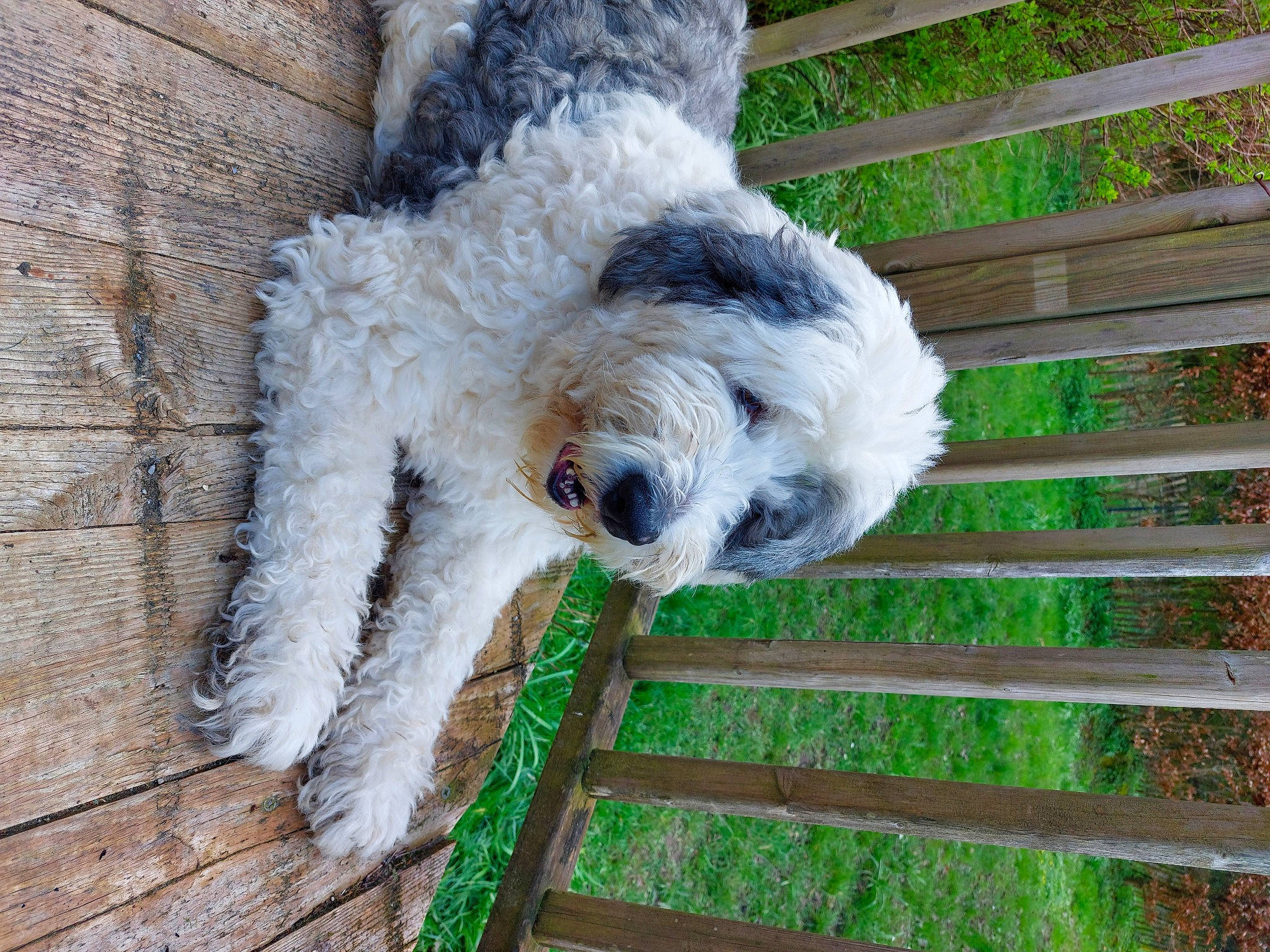 Kitty participe au concours pour gagner de l'argent avec cette photo : canidae, carnivore, companion_dog, dog, dog_breed, dog_collar, fence, fur, grass, home_fencing, plant, small_terrier, snout, sporting_group, tail, terrier, toy_dog, tree, wood, working_animal