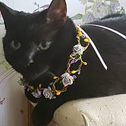 Francie is registered to the contest to win money with this photo: black_cat, cat, floral_necklace, flowers, rose, cushion, indoor, pet, animal, close_up, whiskers, ears, green_eyes, resting, feline, decorative, wallpaper, soft_focus, cute, domestic_cat