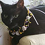 black_cat, cat, floral_necklace, flowers, rose, cushion, indoor, pet, animal, close_up, whiskers, ears, green_eyes, resting, feline, decorative, wallpaper, soft_focus, cute, domestic_cat