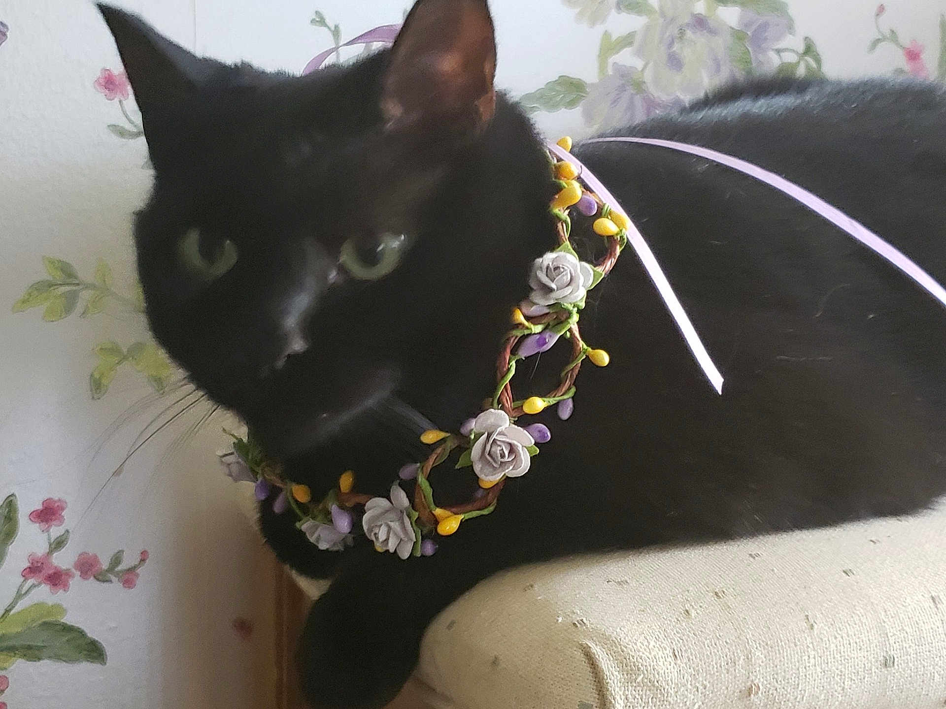 Francie is registered to the contest to win money with this photo: black_cat, cat, floral_necklace, flowers, rose, cushion, indoor, pet, animal, close_up, whiskers, ears, green_eyes, resting, feline, decorative, wallpaper, soft_focus, cute, domestic_cat