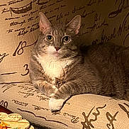 Cody joined the competition — help win amazing prizes! animal, cat, close-up, comfortable, couch, cozy, domestic_cat, ears, feline, furniture, gray_cat, indoor, paws, pet, portrait, relaxed, script_pattern, textured_fabric, whiskers, white_cat