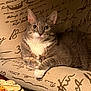 animal, cat, close-up, comfortable, couch, cozy, domestic_cat, ears, feline, furniture, gray_cat, indoor, paws, pet, portrait, relaxed, script_pattern, textured_fabric, whiskers, white_cat