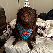 Hershey Bean joined the competition — help win amazing prizes! dog, birthday, party_hat, bandana, brown_dog, pet, indoor, bed, blanket, cute, animal, canine, furniture, celebration, looking, sitting, fur, face, eyes, nose