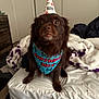 dog, birthday, party_hat, bandana, brown_dog, pet, indoor, bed, blanket, cute, animal, canine, furniture, celebration, looking, sitting, fur, face, eyes, nose
