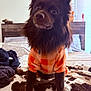 Hershey Bean is registered to the contest to win money with this photo: dog, brown_dog, pet, sweater, orange, white, checkered, bed, blanket, indoor, fur, animal, cozy, cute, furry, looking, ears, legs, home, resting