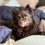 Hershey Bean is registered to the contest to win money with this photo: dog, brown_dog, pet, animal, fluffy, bed, blanket, pillow, cozy, indoor, resting, relaxed, fur, ears, snout, paw, looking, closeup, portrait, cute