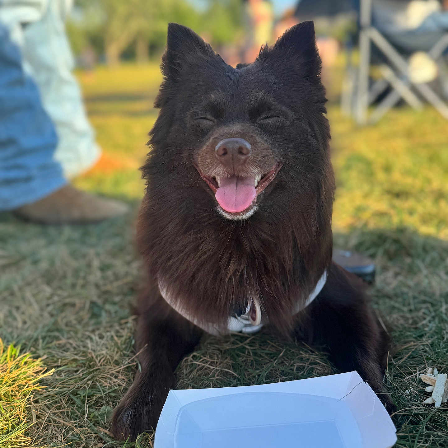 Hershey Bean is registered to the contest to win money with this photo: animal, black_dog, canine, chair, daylight, dog, fur, grass, happy, leisure, nature, outdoor, paper_tray, people_blurred, pet, sitting, smiling, sunny, tongue_out, waiting