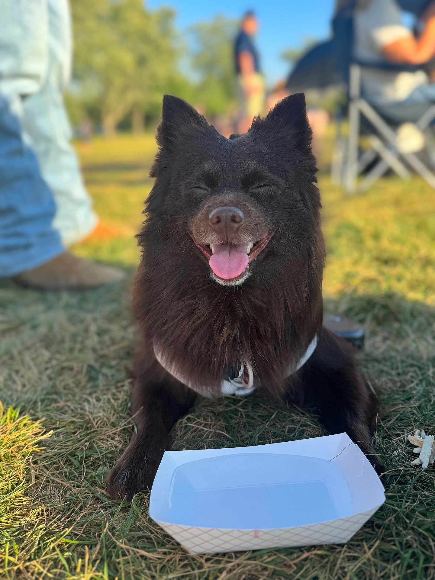 Hershey Bean is registered to the contest to win money with this photo: dog, black_dog, smiling, tongue_out, grass, outdoor, sunny, paper_tray, pet, happy, sitting, animal, canine, fur, daylight, leisure, people_blurred, chair, waiting, nature