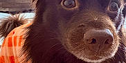 Hershey Bean is registered to the contest to win money with this photo: dog, pet, close_up, brown_fur, orange_sweater, indoor, curious, wide_eyes, cozy, fur, ears, animal, mammal, portrait, cute, companion, home, blanket, floor, soft_light