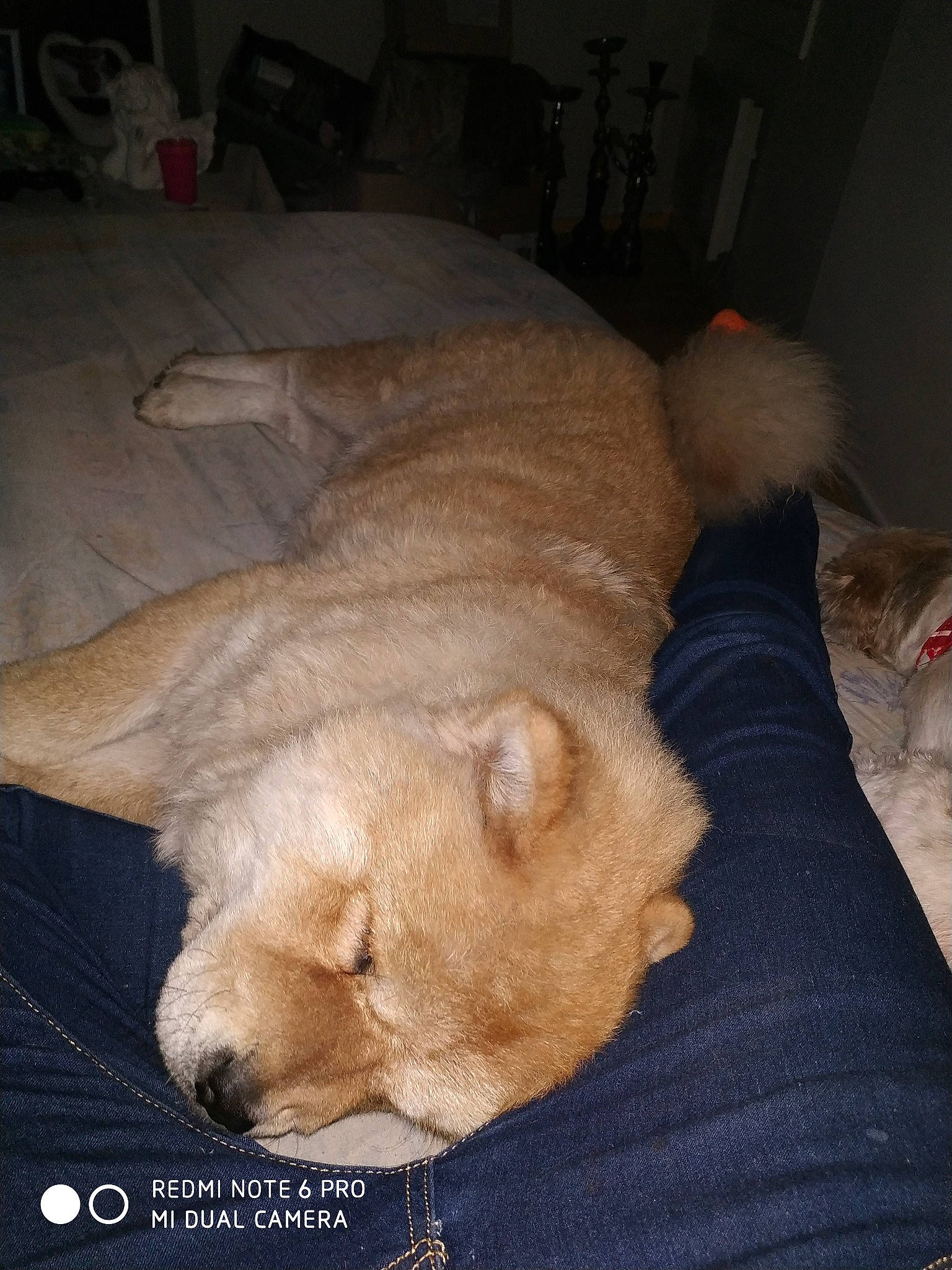 Olivia participe au concours pour gagner de l'argent avec cette photo : canidae, carnivore, chow_chow, companion_dog, dog, dog_breed, fawn, mammal, nap, non_sporting_group, puppy, retriever, sleep, sporting_group