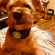 Russell joined the competition — help win amazing prizes! animal, blurred_background, brown_dog, carpet, close_up, collar, cozy, dog, floor, fur, furniture, home, human_lap, indoor, lamp, paw, person, pet, relaxing, wood_floor