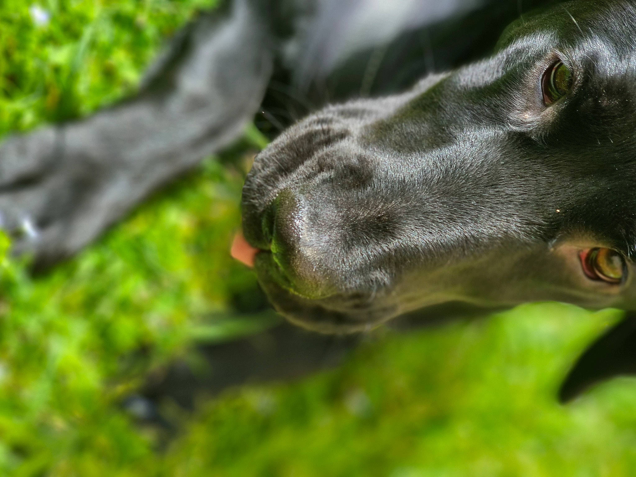 Tulum participe au concours pour gagner de l'argent avec cette photo : canidae, carnivore, dog, dog_breed, fur, grass, groundcover, guard_dog, gun_dog, liver, livestock, plant, rampur_greyhound, sighthound, snout, sporting_group, terrestrial_animal, whiskers, working_animal, working_dog