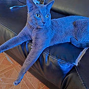 Felix a rejoint le concours — aidez-le/la à gagner de superbes lots ! cat, gray_cat, leather_couch, stretching, relaxed, indoor, wooden_floor, pet, feline, fur, whiskers, ears, paws, eyes, animal, domestic, household, sitting, resting, long_legs