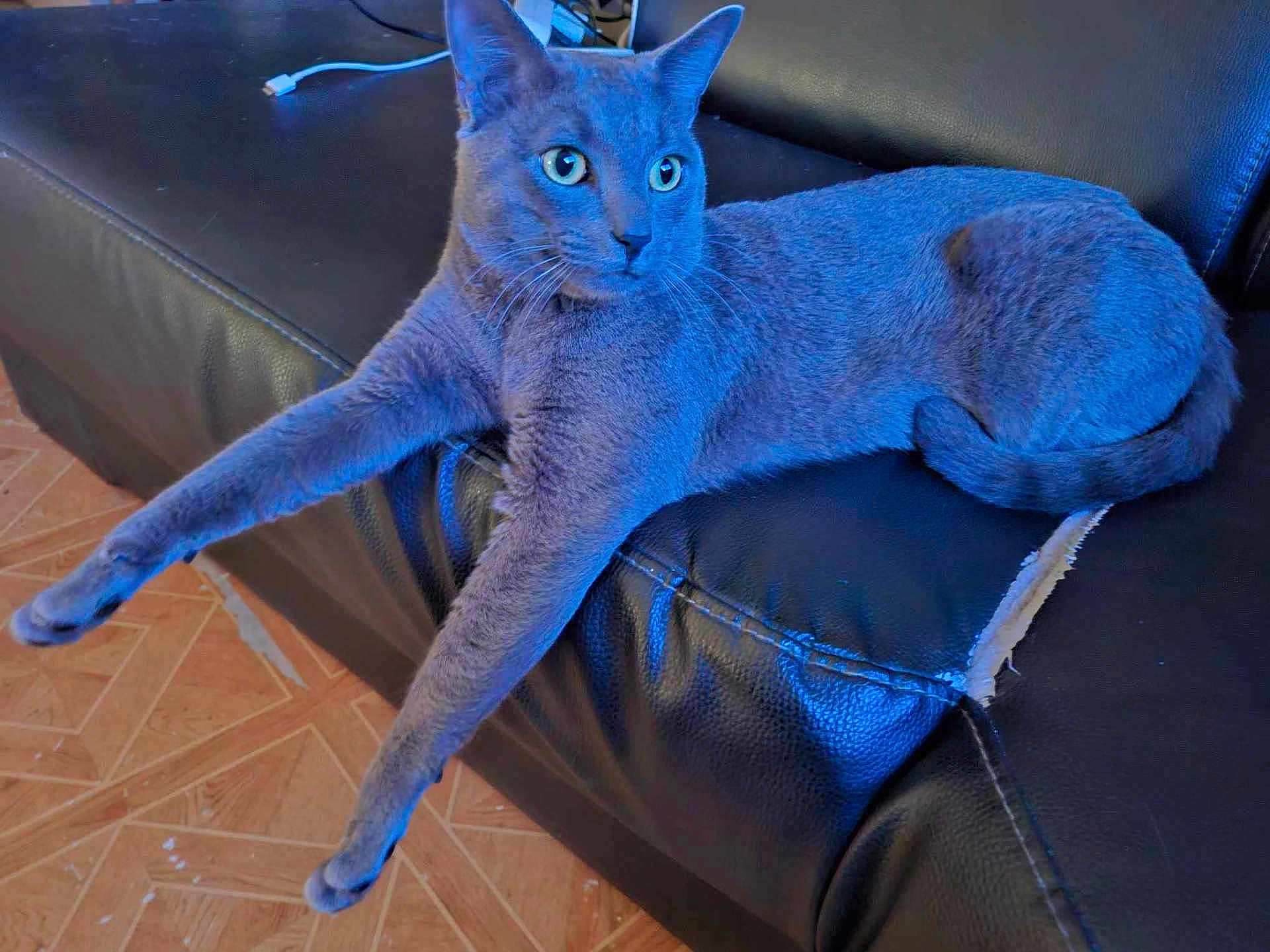 Felix a rejoint le concours — aidez-le/la à gagner de superbes lots ! cat, gray_cat, leather_couch, stretching, relaxed, indoor, wooden_floor, pet, feline, fur, whiskers, ears, paws, eyes, animal, domestic, household, sitting, resting, long_legs