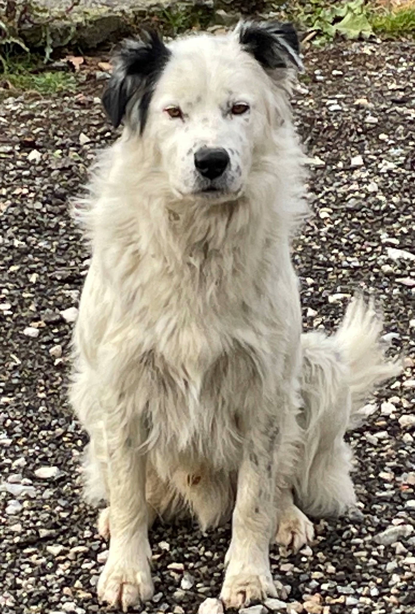Berger a rejoint le concours — aidez-le/la à gagner de superbes lots ! ancient_dog_breeds, canidae, carnivore, companion_dog, dog, dog_breed, fur, giant_dog_breed, monochrome_photography, romanian_mioritic_shepherd_dog, snout, sporting_group, terrestrial_animal, working_animal, working_dog