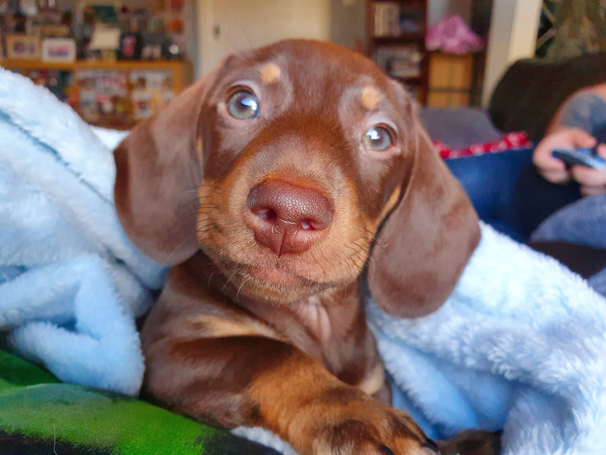 Charlie-brown joined the competition — help win amazing prizes! beagador, bracco_italiano, canidae, carnivore, dachshund, dog, dog_breed, ear, fawn, hunting_dog, liver, mammal, pointer, pointing_breed, puppy, rare_breed_dog, snout, sporting_group, vertebrate, vizsla