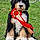 Bertie