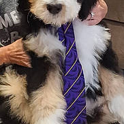 Bertie joined the competition — help win amazing prizes! animal, black_and_white, couch, cozy, cute, dog, fluffy, fur, hand, indoors, lap, person, pet, portrait, puppy, purple_tie, sitting, sofa, tie, young_dog