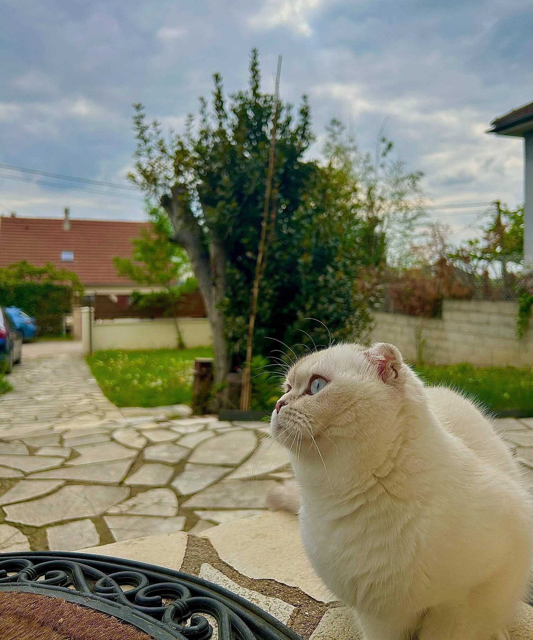 Safia a rejoint le concours — aidez-le/la à gagner de superbes lots ! carnivore, cat, cloud, domestic_short_haired_cat, fawn, felidae, fur, grass, house, plant, sitting, sky, small_to_medium_sized_cats, snout, tail, terrestrial_animal, tree, whiskers, wildlife, window