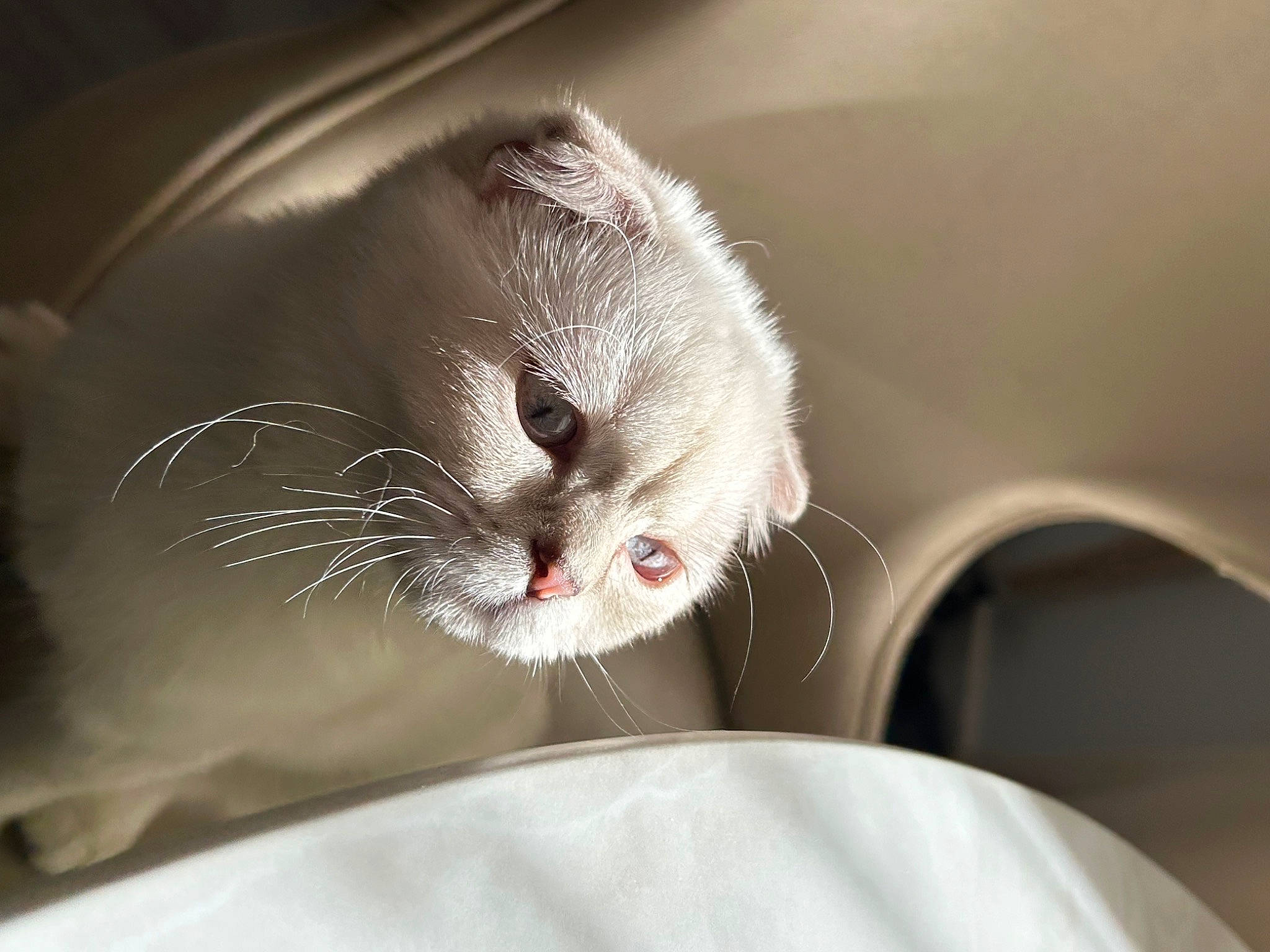 Safia a rejoint le concours — aidez-le/la à gagner de superbes lots ! carnivore, cat, claw, comfort, domestic_short_haired_cat, fang, felidae, foot, fur, paw, small_to_medium_sized_cats, tail, terrestrial_animal, whiskers