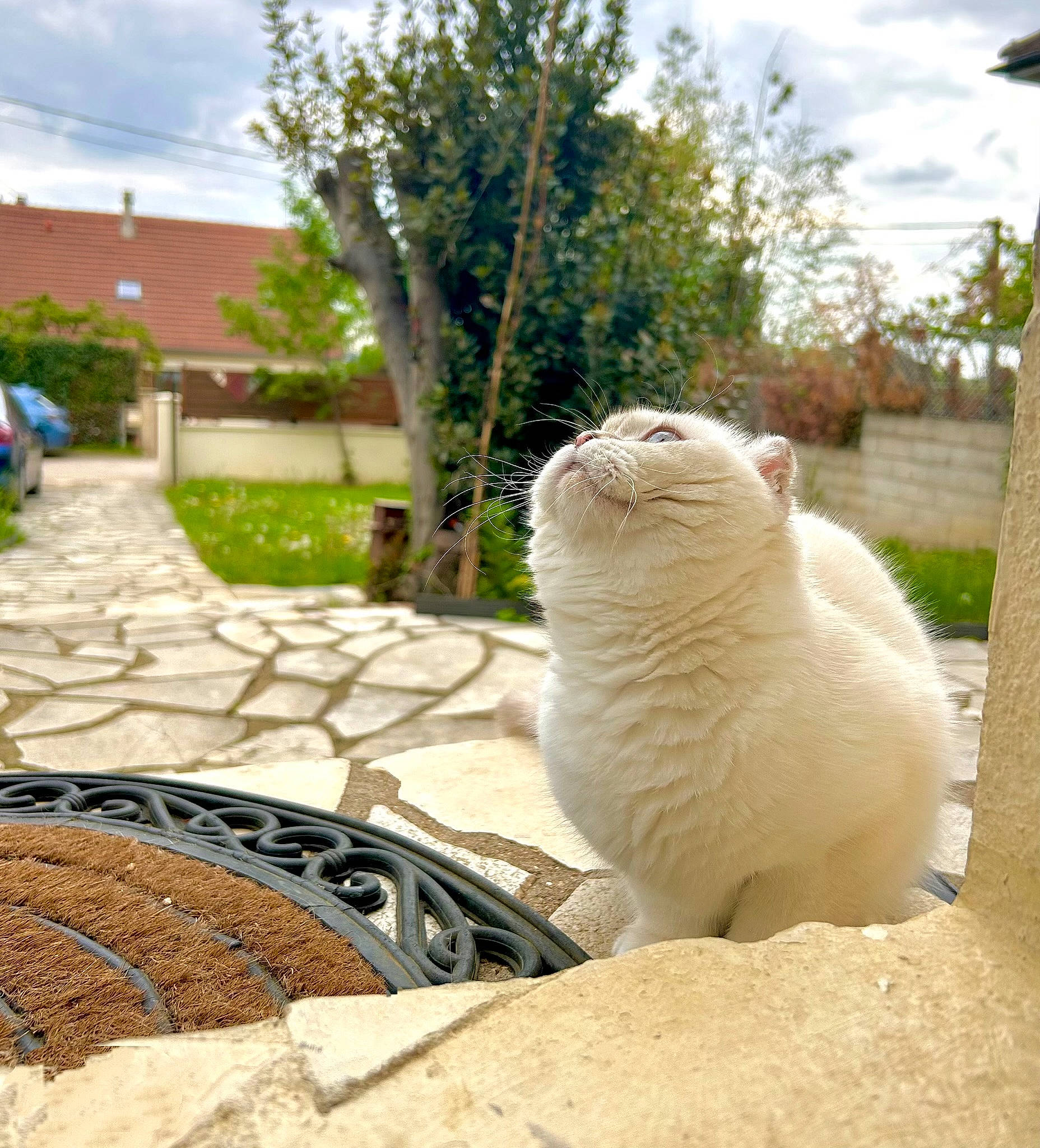 Safia a rejoint le concours — aidez-le/la à gagner de superbes lots ! beak, carnivore, cat, cloud, daytime, fawn, felidae, fur, grass, house, landscape, plant, sky, small_to_medium_sized_cats, snout, tail, terrestrial_animal, tree, whiskers, wood