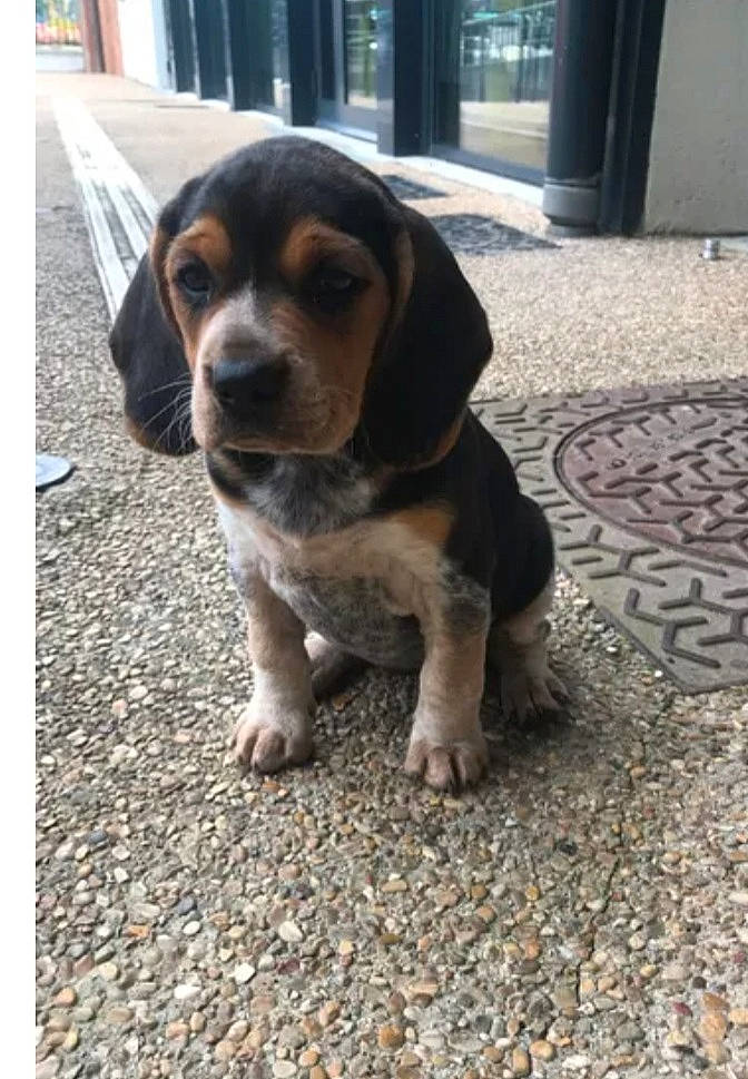 Kira participe au concours pour gagner de l'argent avec cette photo : asphalt, canidae, carnivore, companion_dog, dog, dog_breed, door, flooring, fur, hound, hunting_dog, puppy, road_surface, scent_hound, snout, soil, sporting_group, terrestrial_animal