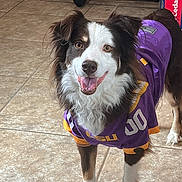 Stella is registered to the contest to win money with this photo: dog, puppy, lsu_jersey, purple_clothing, indoor, tiled_floor, pet, smiling_dog, brown_and_white_fur, cheerful, tongue_out, looking_at_camera, friendly, animal, sport_jersey, canine, domestic, pet_clothing, happy, standing