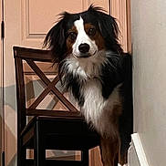 Scout joined the competition — help win amazing prizes! dog, stairs, wooden_chair, door, wall, indoor, pet, tricolor, fur, curious, animal, guarding, home, step, looking, black, white, brown, domestic, quiet