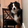 dog, stairs, wooden_chair, door, wall, indoor, pet, tricolor, fur, curious, animal, guarding, home, step, looking, black, white, brown, domestic, quiet