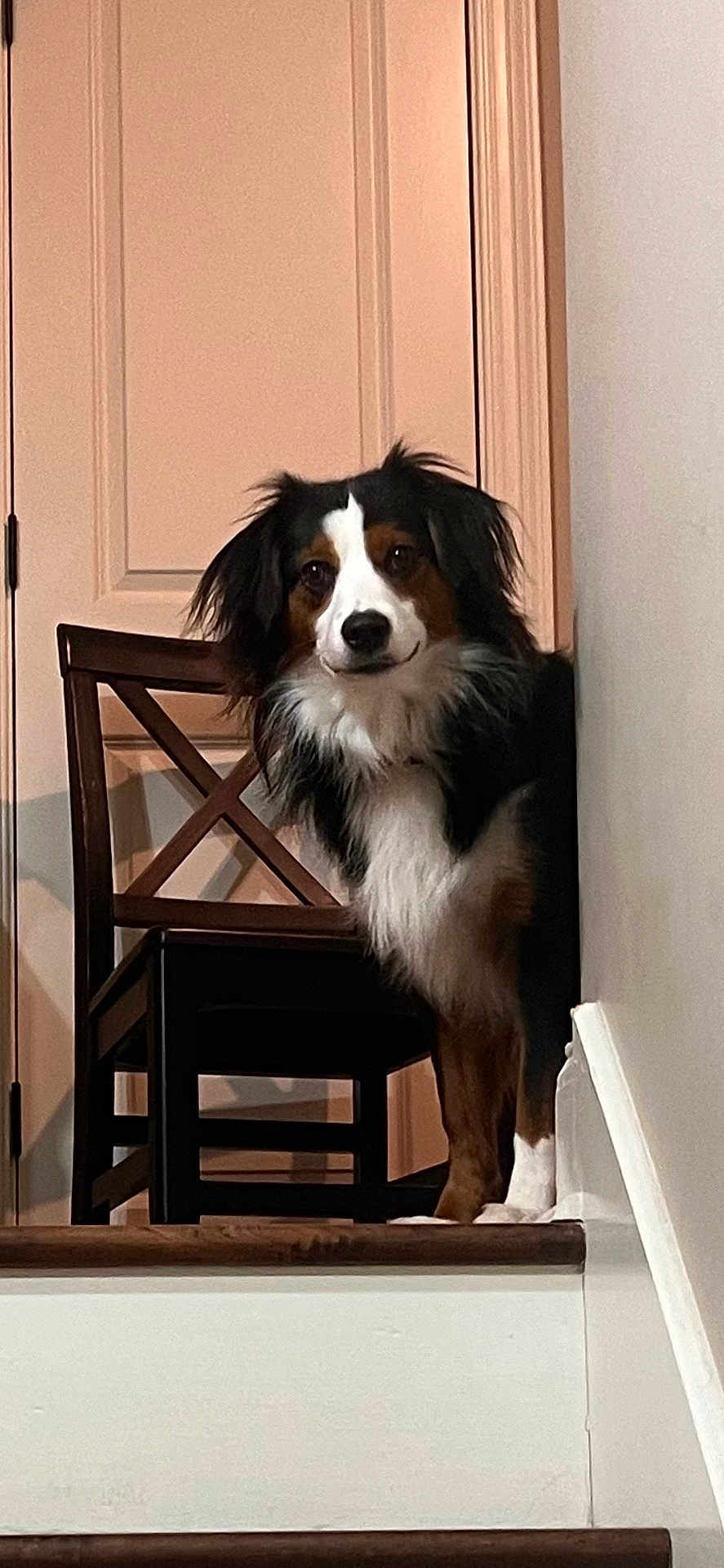 Scout
