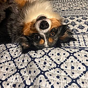 Stormi joined the competition — help win amazing prizes! dog, bed, upside_down, fur, nose, eyes, indoor, pattern, blanket, cute, pet, animal, resting, playful, lying_down, ears, tricolor, furry, domestic, cozy