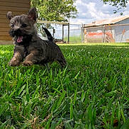 Indy joined the competition — help win amazing prizes! puppy, dog, grass, outdoor, yard, playful, running, happy, animal, pet, greenery, sunlight, fence, tree, nature, small_dog, cute, joyful, fur, canine