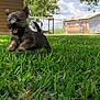 puppy, dog, grass, outdoor, yard, playful, running, happy, animal, pet, greenery, sunlight, fence, tree, nature, small_dog, cute, joyful, fur, canine