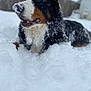 animal, backyard, bernese_mountain_dog, black_fur, brown_fur, canine, close_up, cold, dog, fur, lying_down, muzzle, nature, outdoor, pet, playful, snow, snowflakes, white_fur, winter