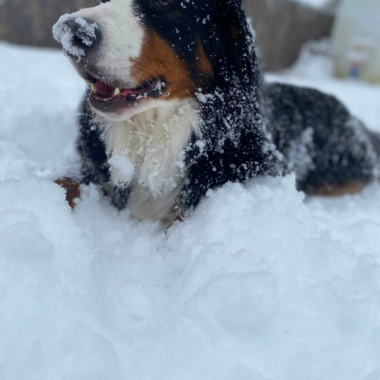 Soma joined the competition — help win amazing prizes! animal, backyard, bernese_mountain_dog, black_fur, brown_fur, canine, close_up, cold, dog, fur, lying_down, muzzle, nature, outdoor, pet, playful, snow, snowflakes, white_fur, winter