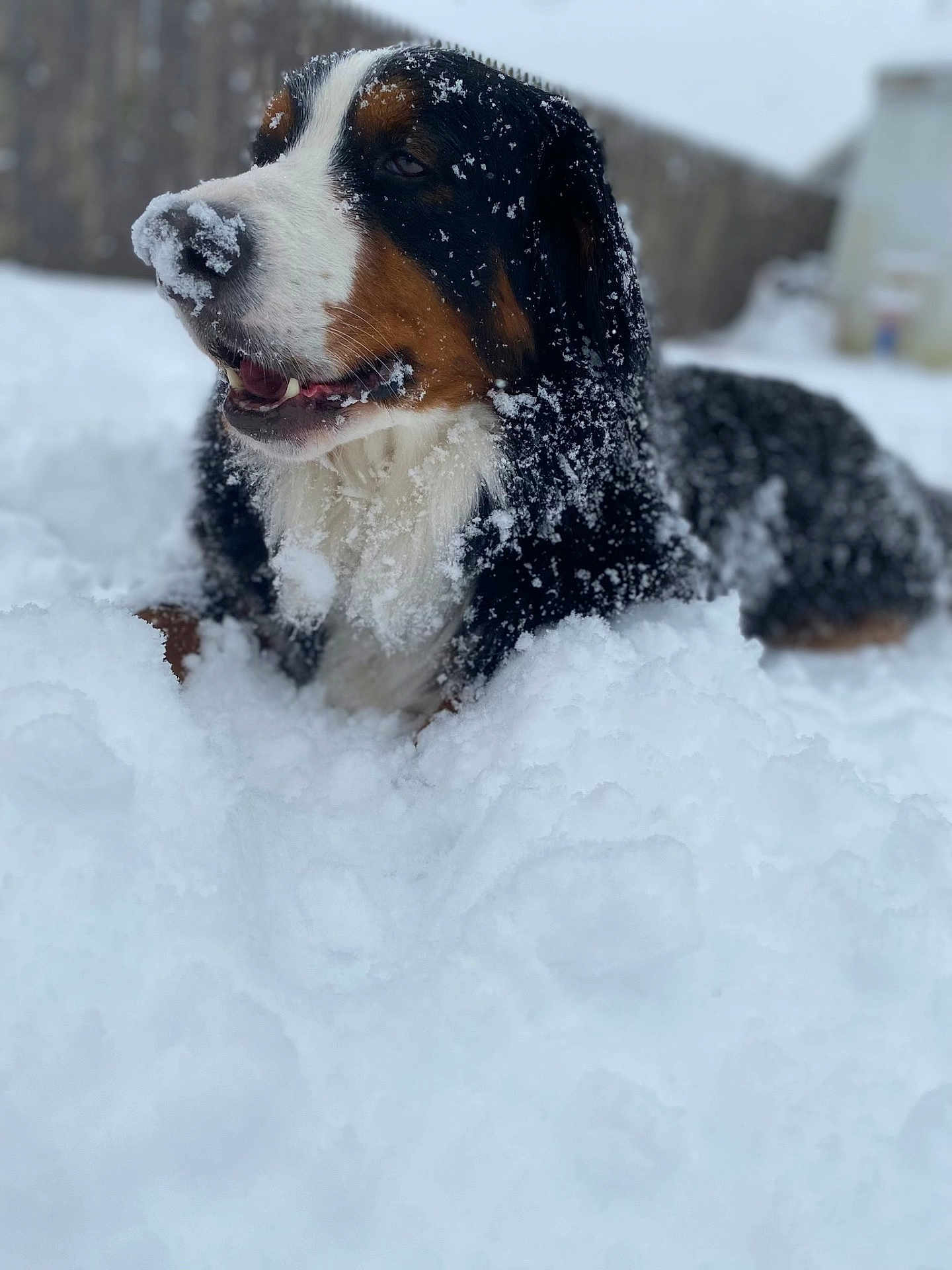 Soma joined the competition — help win amazing prizes! animal, backyard, bernese_mountain_dog, black_fur, brown_fur, canine, close_up, cold, dog, fur, lying_down, muzzle, nature, outdoor, pet, playful, snow, snowflakes, white_fur, winter