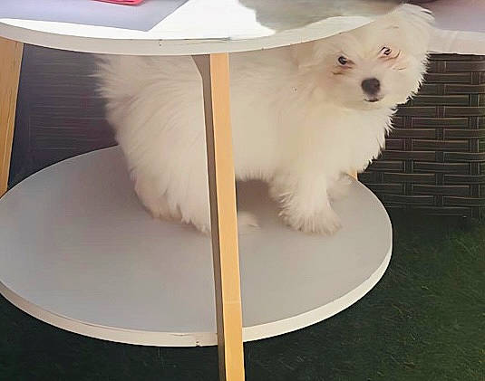 Boxy