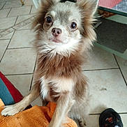 Tae a rejoint le concours — aidez-le/la à gagner de superbes lots ! dog, indoor, tile_floor, orange_towel, table, curious, pet, paw, fur, brown, white, person, plaid_pants, slipper, floor, animal, companion, domestic, cute, looking