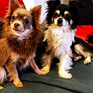 Aaron participe au concours pour gagner de l'argent avec cette photo : dog, pet, fluffy, small_dog, indoor, couch, blanket, red_pillow, fur, cute, animal, companion, two_dogs, curious, sitting, living_room, domestic, friendly, alert, canine
