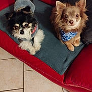 Taél a rejoint le concours — aidez-le/la à gagner de superbes lots ! dog, small_dog, chihuahua, couch, red_couch, blue_blanket, bandana, jacket, pet, indoor, floor_tiles, looking_at_camera, fur, cute, animal, two_dogs, companion, domestic_animal, resting, cozy