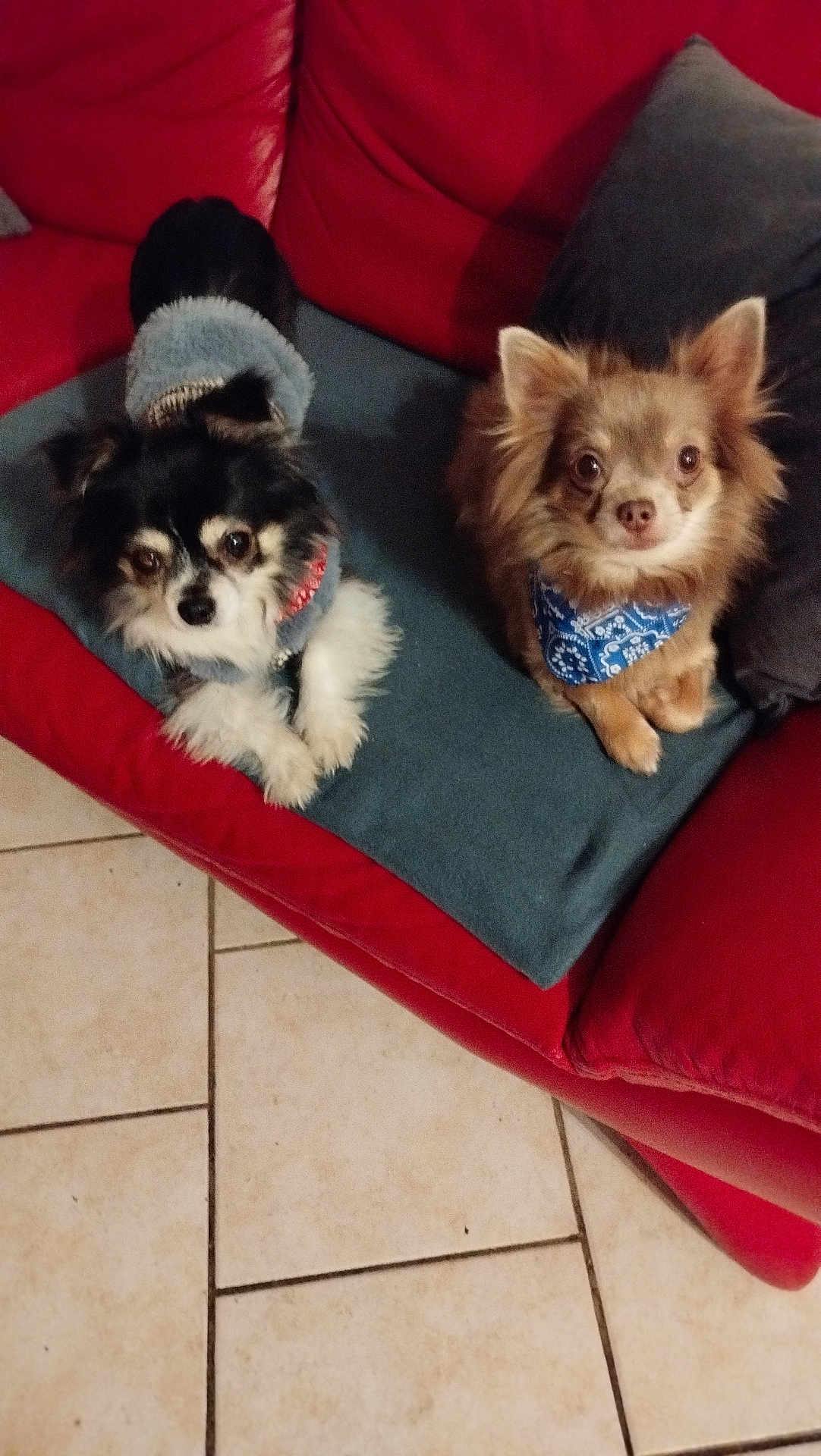 Taél a rejoint le concours — aidez-le/la à gagner de superbes lots ! dog, small_dog, chihuahua, couch, red_couch, blue_blanket, bandana, jacket, pet, indoor, floor_tiles, looking_at_camera, fur, cute, animal, two_dogs, companion, domestic_animal, resting, cozy