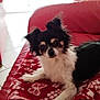 Taél participe au concours pour gagner de l'argent avec cette photo : dog, small_dog, black_and_white, pet, indoor, blanket, red_blanket, couch, furniture, curious, animal, fur, face, ears, paw, relaxed, home, living_room, tile_floor, window