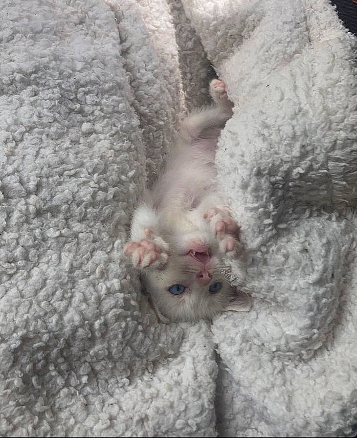 Pumba a rejoint le concours — aidez-le/la à gagner de superbes lots ! carnivore, cat, claw, domestic_short_haired_cat, fawn, felidae, fur, grey, paw, small_to_medium_sized_cats, snout, tail, terrestrial_animal, whiskers, wildlife