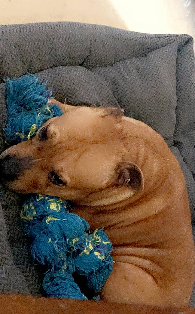 Nina participe au concours pour gagner de l'argent avec cette photo : comfort, companion_dog, dog, dog_breed, dog_clothes, dog_supply, electric_blue, fawn, felidae, fur, nap, non_sporting_group, plush, stuffed_toy, teddy_bear, toy, toy_dog, whiskers, working_animal, wrinkle