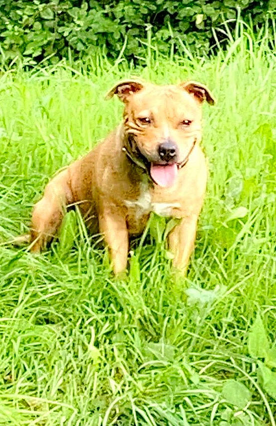 Nina a rejoint le concours — aidez-le/la à gagner de superbes lots ! canidae, carnivore, collar, companion_dog, dog, dog_breed, dog_collar, fawn, grass, grass_family, grassland, groundcover, liver, plant, prairie, snout, sporting_group, tail, terrestrial_animal, working_animal